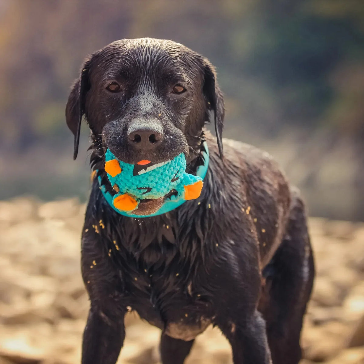 Interactive Squeaky Ball Dog Toy