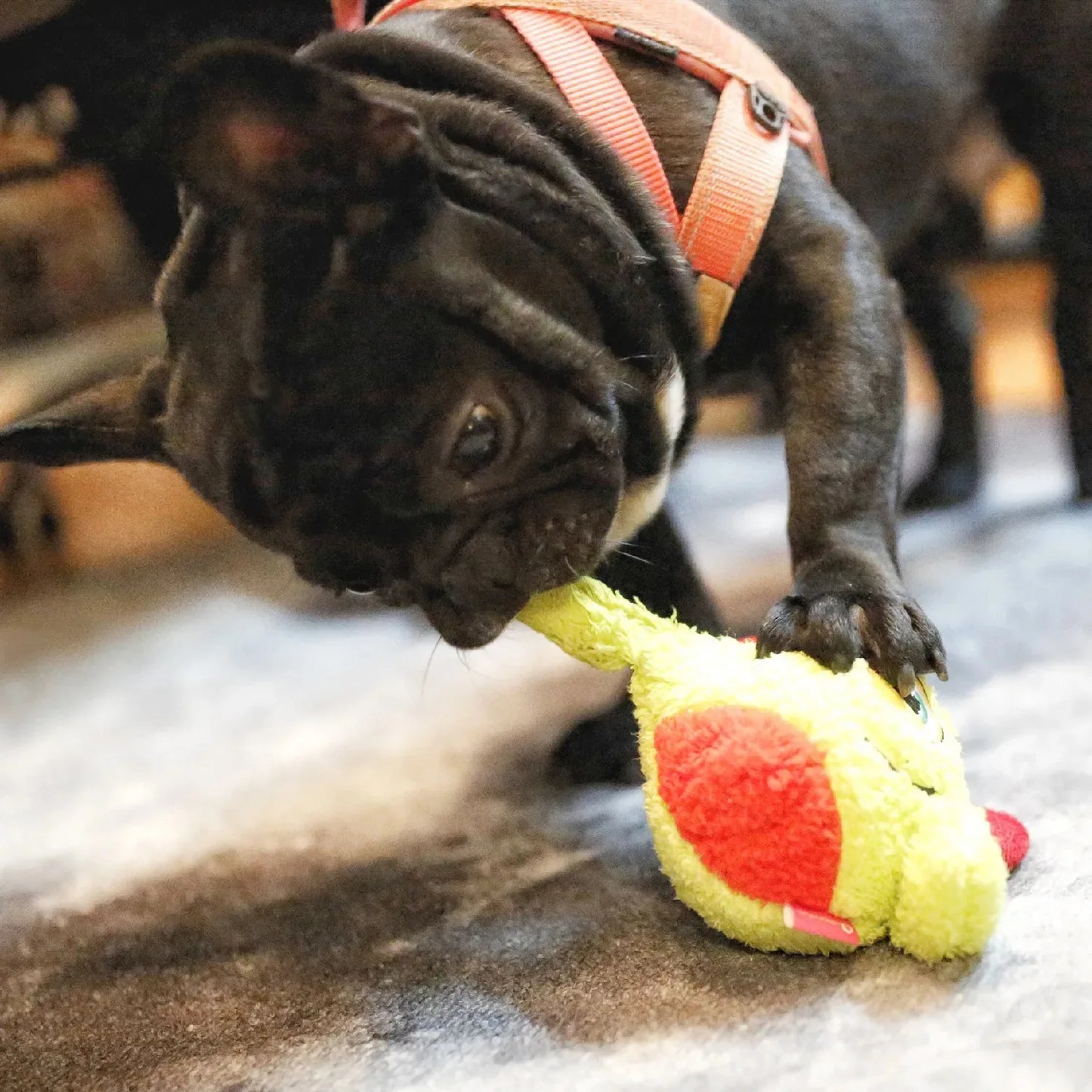 Interactive Squeaky Ball Dog Toy